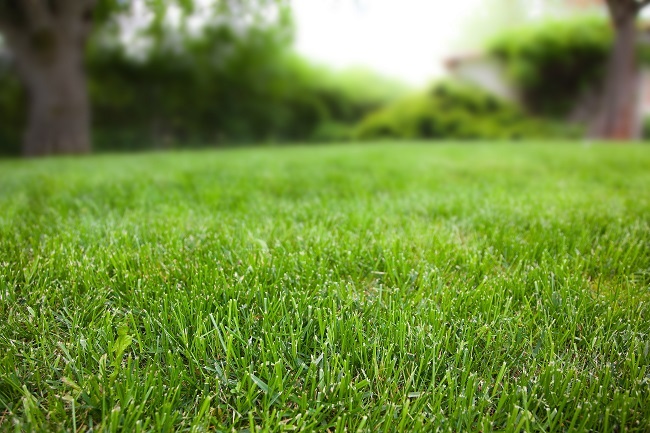 How Do You Keep Your Lawn Healthy and Green During the Summer? How Do You Keep Your Lawn Healthy and Green During the Summer?